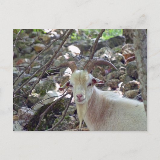 Billy Goat Briefkaart (Voorkant)