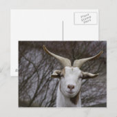 Billy Goat Briefkaart (Voorkant / Achterkant)