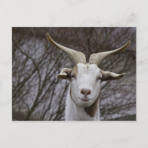 Billy Goat Briefkaart