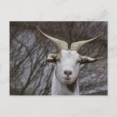 Billy Goat Briefkaart (Voorkant)