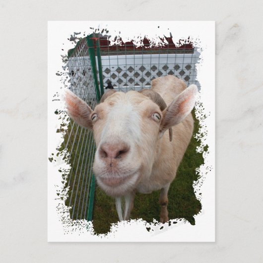 Billy Goat Briefkaart (Voorkant)