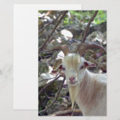 Billy Goat Briefpapier (Voorkant / Achterkant)