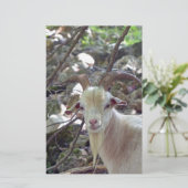 Billy Goat Briefpapier (Staand voorkant)