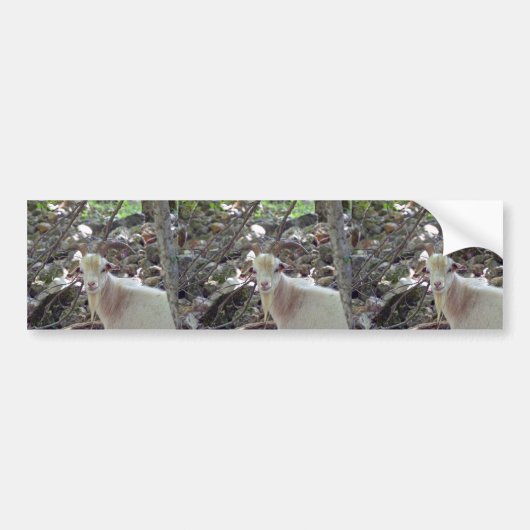 Billy Goat Bumpersticker (Voorkant)