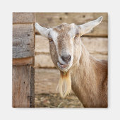Billy Goat Eating Magneet (Voorkant)