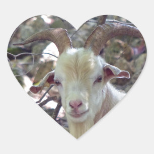 Billy Goat Hart Sticker