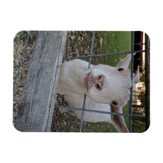 Billy Goat Magneet (Horizontaal)