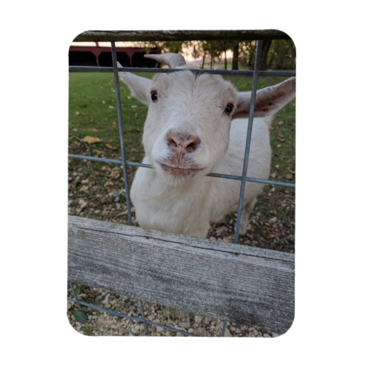 Billy Goat Magneet (Verticaal)