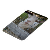 Billy Goat Magneet (Linkerzijde)