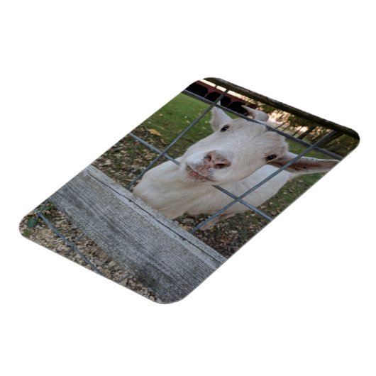 Billy Goat Magneet (Linkerzijde)