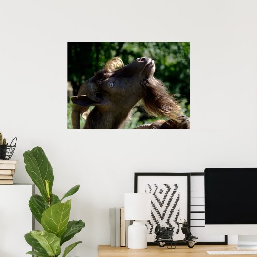 Billy Goat Poster (Thuiskantoor)