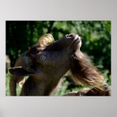 Billy Goat Poster (Voorkant)