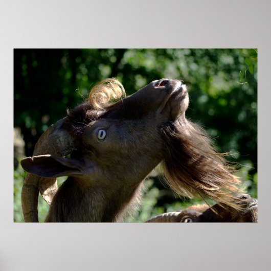 Billy Goat Poster (Voorkant)