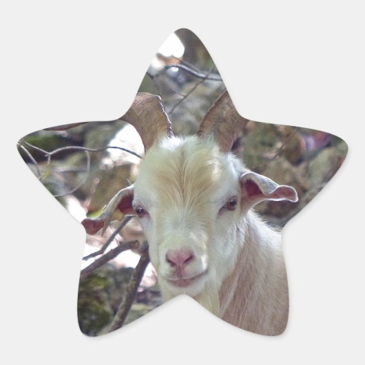 Billy Goat Ster Sticker (Voorkant)