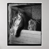  Billy the Horse Poster (Voorkant)