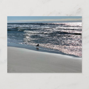 Biloxi Zeemeeuw Natuurfotografie Briefkaart