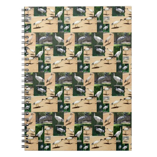 Bin Chicken Chronicles: een Ibis fotocollage Notitieboek (Voorkant)
