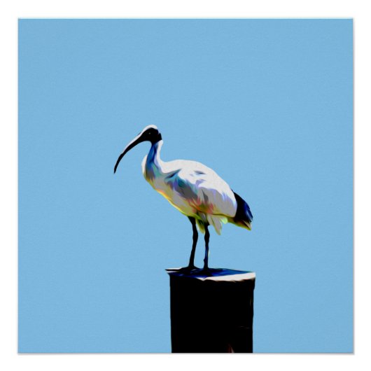 Bin Chicken, (ibis) olieverf glanzend Poster (Voorkant)