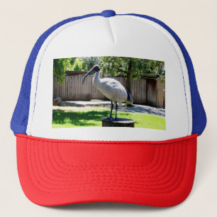 Bin Chicken (ibis) on a Tree Stump, Trucker Pet