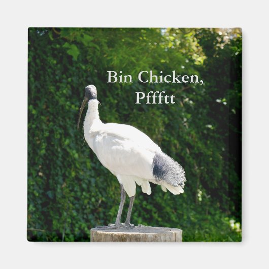 Bin Chicken Pfftt (Ibis) Magnet (Voorkant)