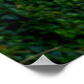 Bin Chicken Pfftt (Ibis) Poster (Hoek)