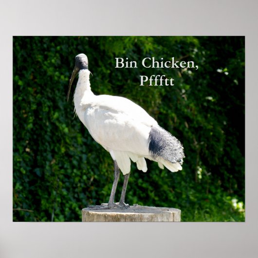 Bin Chicken Pfftt (Ibis) Poster (Voorkant)