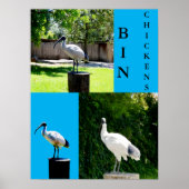 Bin Chickens (Ibis) Poster (Voorkant)