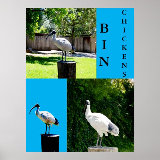 Bin Chickens (Ibis) Poster (Voorkant)