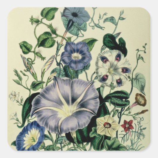 Bindweed, bord 26 van 'De Dames' Vierkante Sticker (Voorkant)