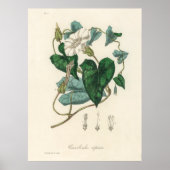 Bindweed (Convolvulus sepium) uit Medical Botany Poster (Voorkant)