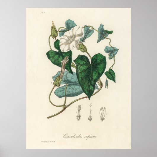 Bindweed (Convolvulus sepium) uit Medical Botany Poster (Voorkant)