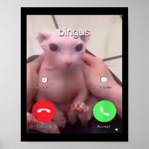 Bingus noemt haarloze sfinx kat Bingus kat M Poster
