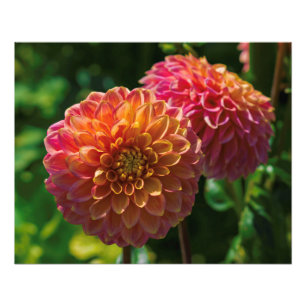 Binnen de Dahlia Garden 1 Foto Afdruk