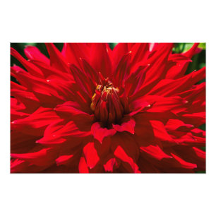 Binnen de Dahlia Garden 2 Foto Afdruk