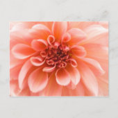 Binnen een Dahlia Flower Briefkaart (Voorkant)