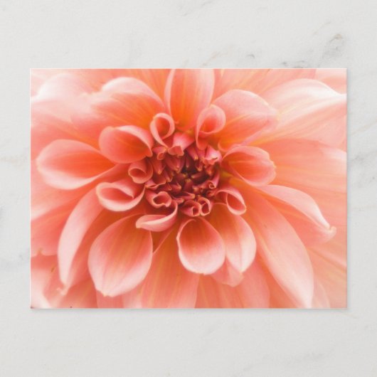 Binnen een Dahlia Flower Briefkaart (Voorkant)