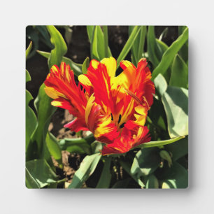 Binnen een Flaming Parrot Tulip Fotoplaat