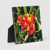 Binnen een Flaming Parrot Tulip Fotoplaat (Voorkant)