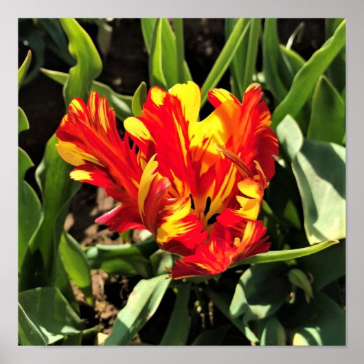 Binnen een Flaming Parrot Tulip Poster (Voorkant)