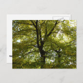 Binnen een gele esdoorn herfst briefkaart (Voorkant / Achterkant)