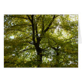 Binnen een gele Maple Tree Autumn Natuur (Voorkant Horizontaal)