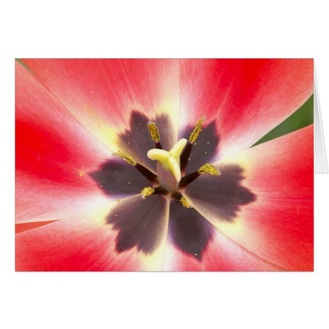 Binnen een Tulip (Voorkant Horizontaal)