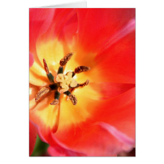Binnen een Tulip
