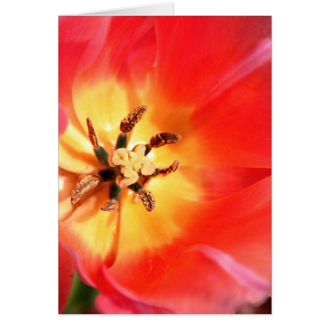 Binnen een Tulip (Voorkant)
