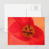 Binnen een Tulip Briefkaart (Voorkant / Achterkant)