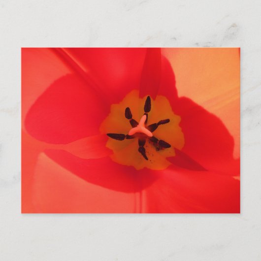 Binnen een Tulip Briefkaart (Voorkant)
