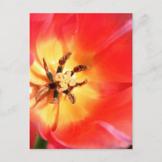 Binnen een Tulip Briefkaart