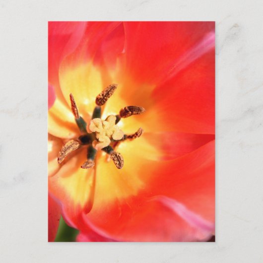 Binnen een Tulip Briefkaart (Voorkant)