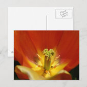 Binnen een Tulip Briefkaart (Voorkant / Achterkant)
