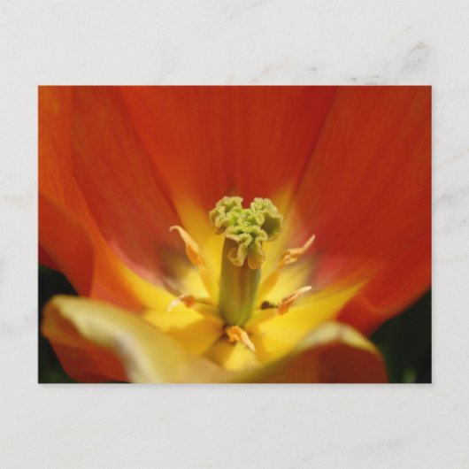 Binnen een Tulip Briefkaart (Voorkant)